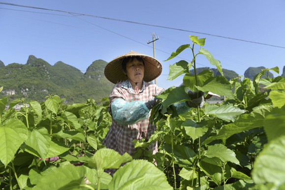 种桑养蚕.jpg 种桑养蚕.jpg