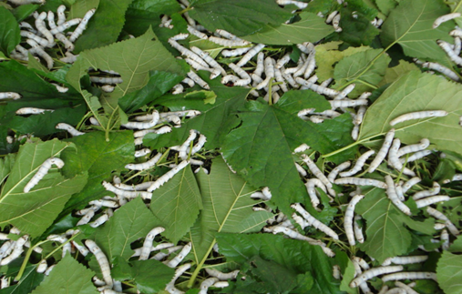 152384114934189032.png W020160321585723171367.png